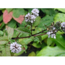 Blühende Pfefferminze (Mentha piperita) mit aromatischen Blättern und zarten Blüten. Die Pflanze dient zur Herstellung von hochwertigem ätherischem Pfefferminzöl.