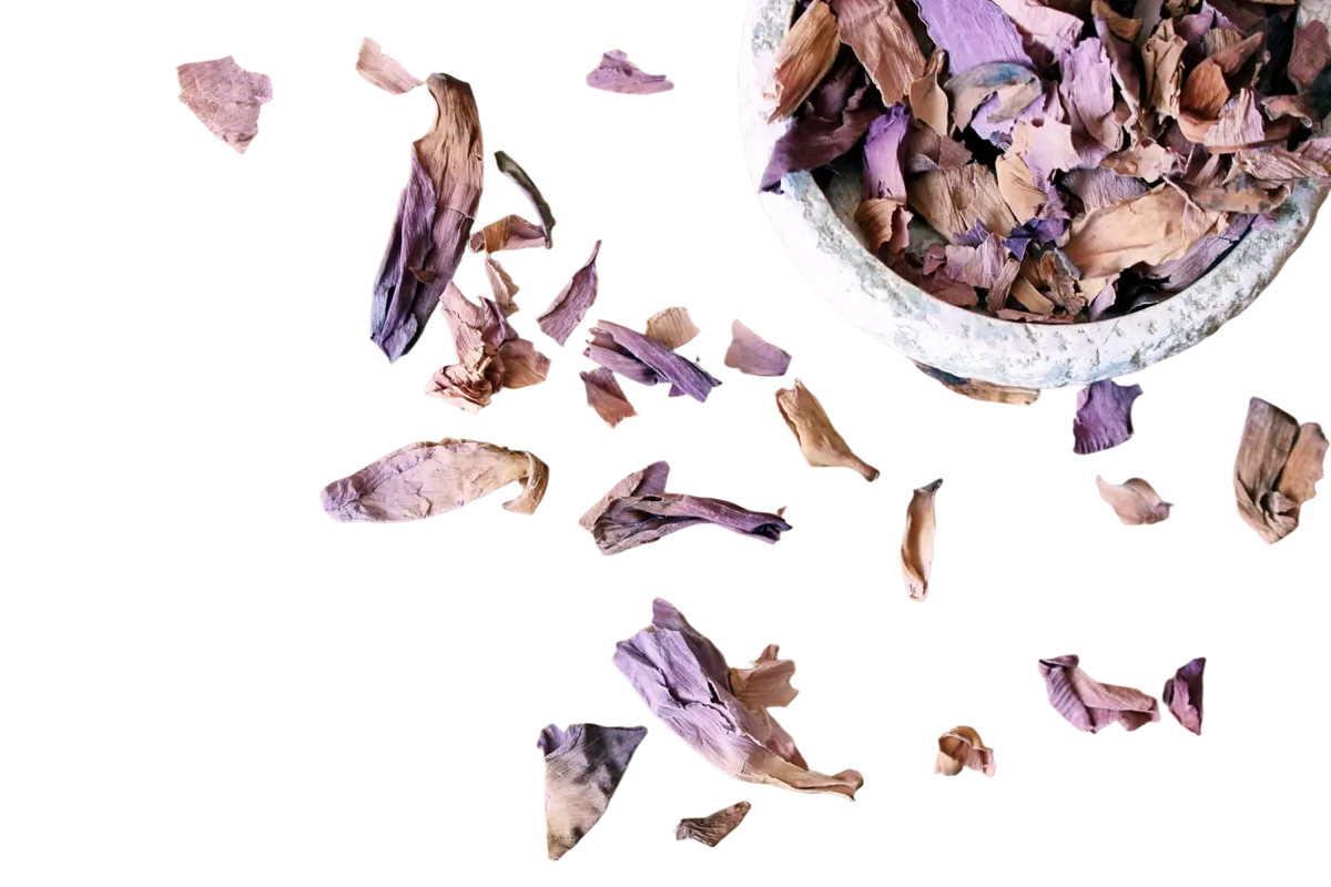 Getrocknete pinke Lotusblüten (Nelumbo Nucifera) aus Thailand, Heilkräuter, 15 g, von Ayamani Naturals.