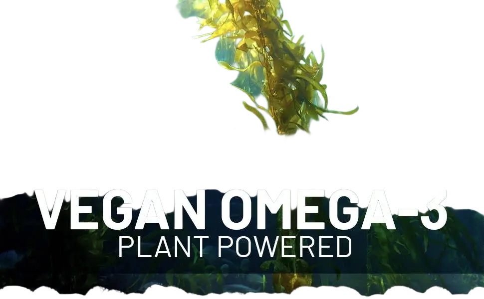 Prowise Vegan Omega-3-DHA aus Algenöl, 60 Weichkapseln, Nahrungsergänzung, mit Omega-3 und DHA in Weichkapseln.