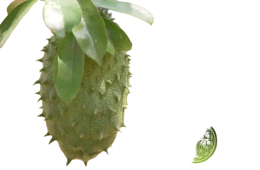Stachelannone Soursop Graviola Pulver von Ancient Purity, 125g, als Nahrungsergänzung mit Acetogeninen in einer Verpackung