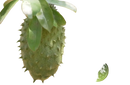 Grüne, stachelige soursop graviola frucht am ast für stachelannone soursop graviola pulver 125g ancient purity