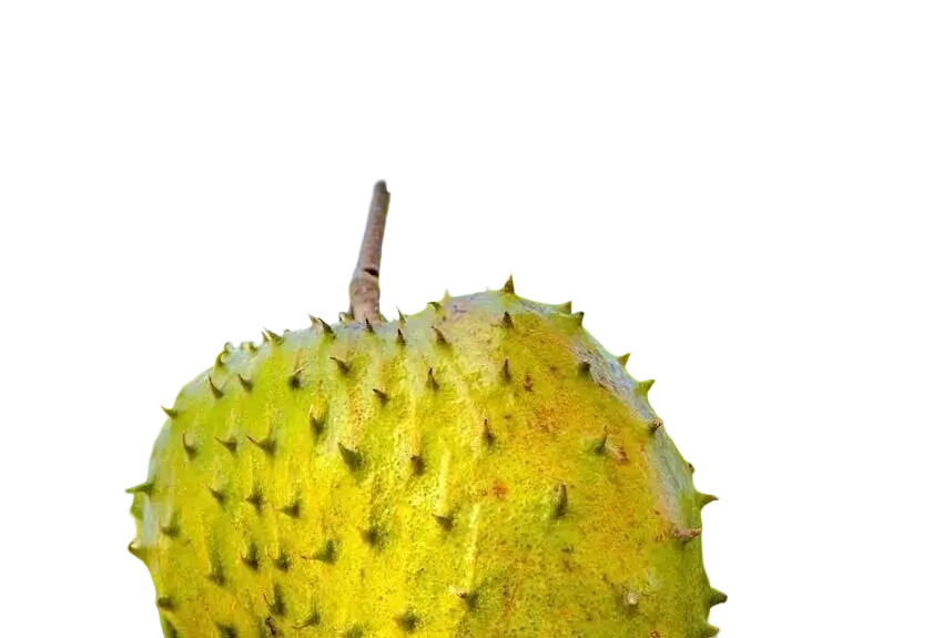 Stachelannone Soursop Graviola Pulver von Ancient Purity, 125g, Nahrungsergänzung mit Acetogeninen, feines Pulver in Packung