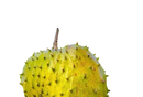 Ein stacheliger grün-gelber soursop graviola frucht hängt am ast für ancient purity soursop powder pulver 125g