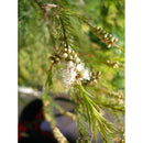 Organic Damascena Bergamot 10ml