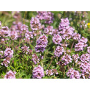 Blühender Thymian (Thymus vulgaris) mit violetten Blüten. Die aromatischen Pflanzenteile dienen zur Herstellung von hochwertigem ätherischem Thymian-Linalool-Öl.