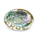 Die schillernde Innenseite einer natürlichen Abalone-Muschel mit einem glänzenden Wirbel aus perlmuttfarbenen Tönen wie Grün, Blau, Rosa und Silber.