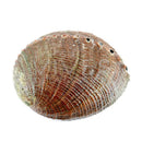Die strukturierte, braune Außenseite einer natürlichen Abalone-Muschel mit gerippter Oberfläche und einer Reihe kleiner Atemlöcher am Rand.