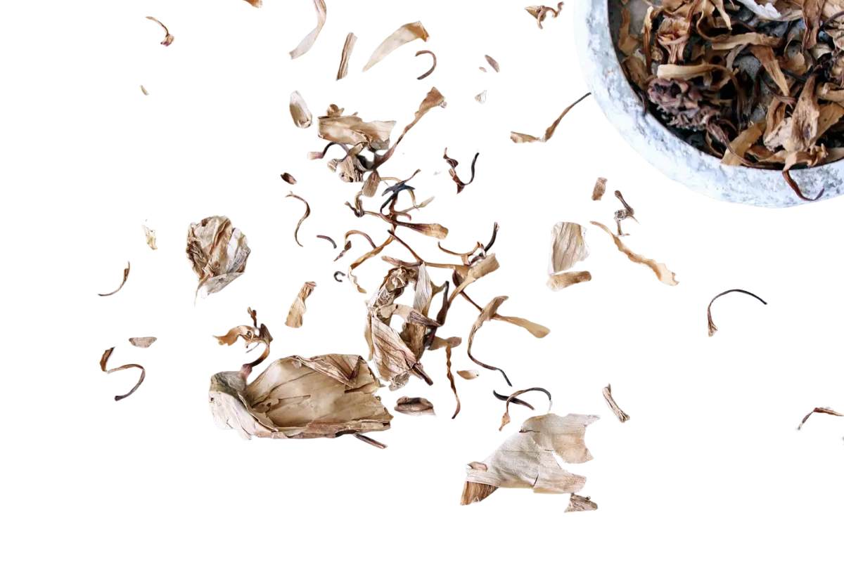 Weiße Lotus Blütenblätter von Ayamani Naturals, 70 g, frisch und zart für Kräuteranwendungen, Einzelkräuter, Nymphaea ampla
