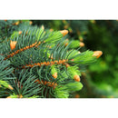 Frische Triebe der Weisstanne (Abies alba) mit grünen Nadeln. Die Nadeln und Zweige dienen zur Herstellung von hochwertigem ätherischem Weisstannenöl.