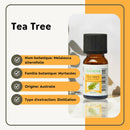 Zen'Arôme Teebaum-Ätherisches Öl in 10 ml Flasche, natürliches ätherisches Öl, Nahaufnahme der Flasche auf weißem Hintergrund